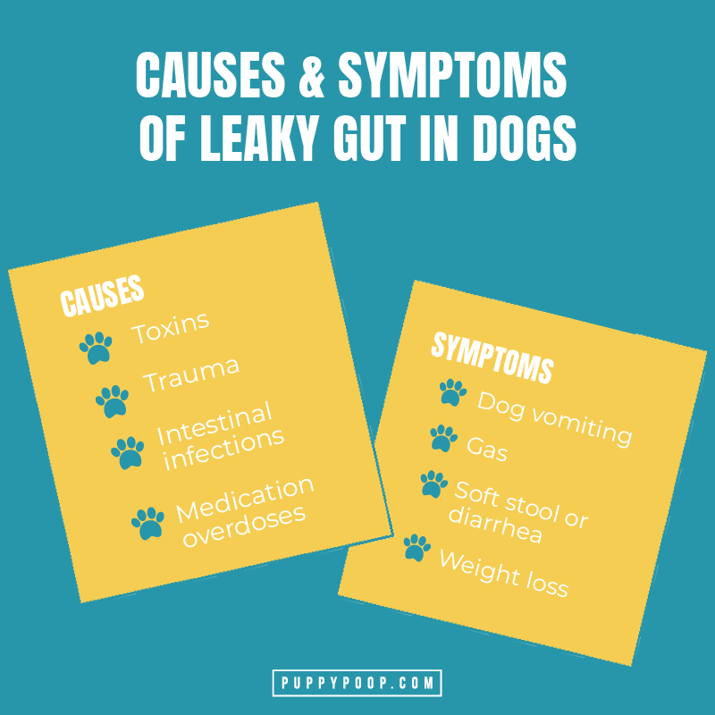 Causes and symptoms of leaky gut in dogs list