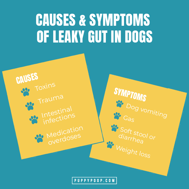 How to Treat Leaky Gut In Dogs Before It Leads to Serious Health Issues