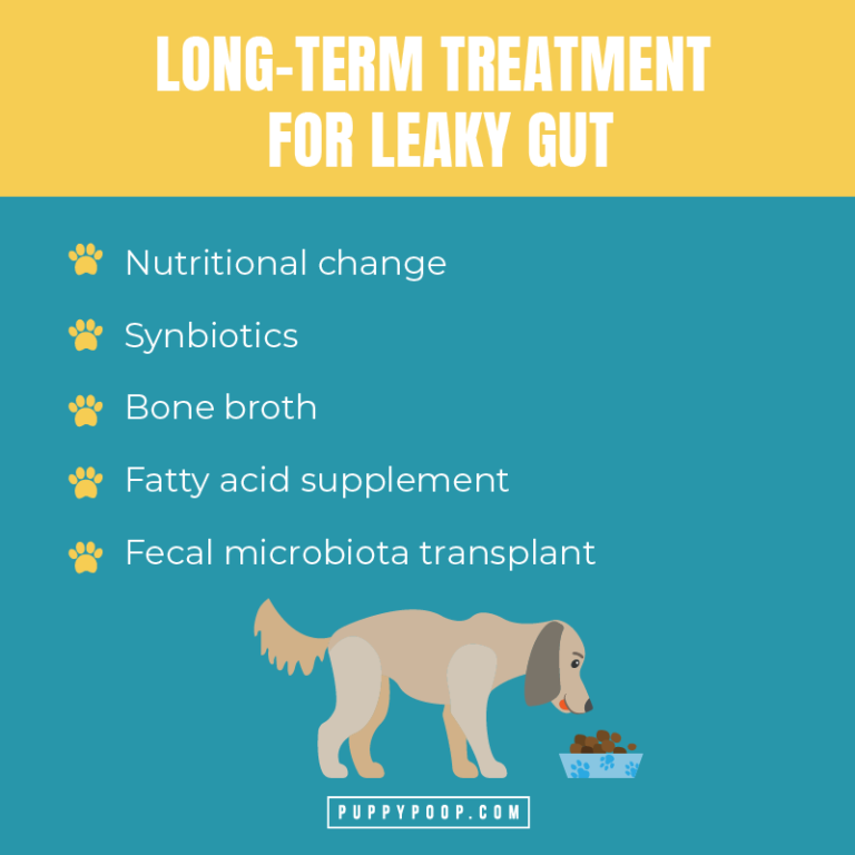 How to Treat Leaky Gut In Dogs Before It Leads to Serious Health Issues