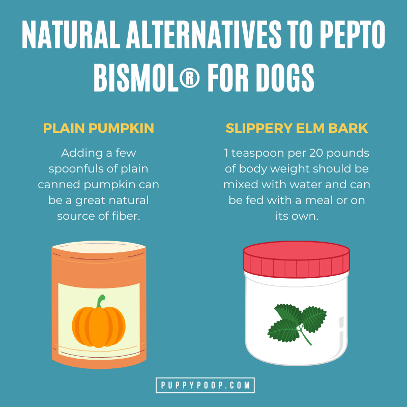 Pepto Bismol bad for dogs with diarrhea. Learn more natural alternatives