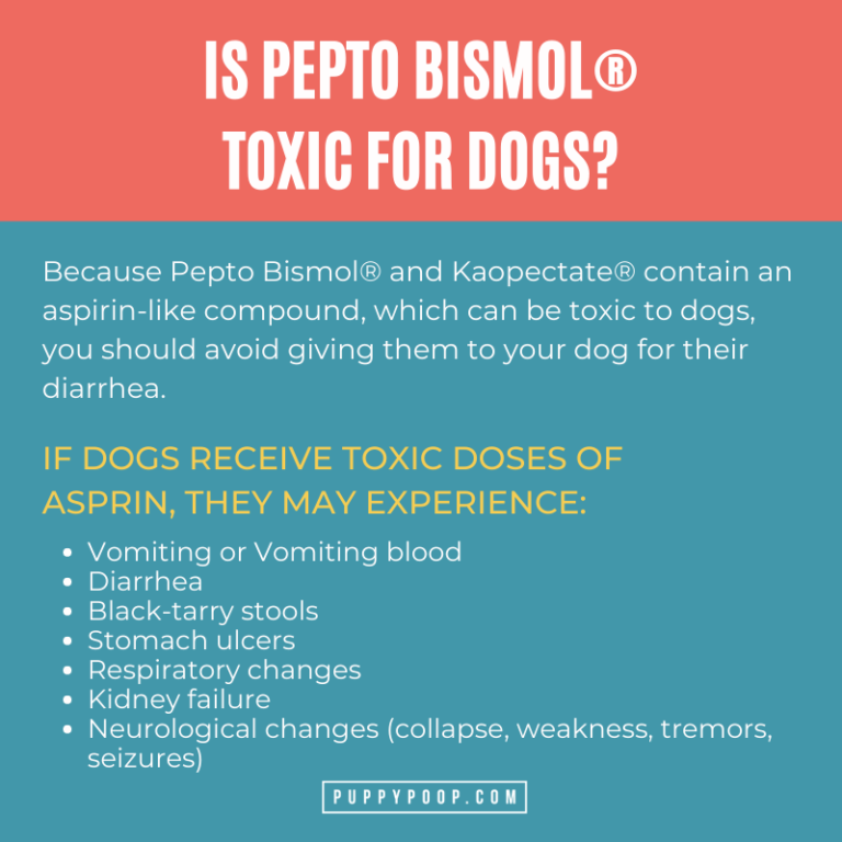 Pepto Bismol bad for dogs with diarrhea. Learn more natural alternatives