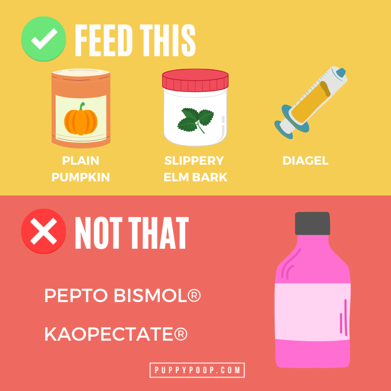 pepto-bismol-bad-for-dogs-with-diarrhea-learn-more-natural-alternatives