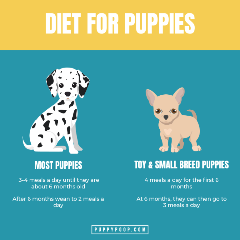 Puppy Diarrhea Prevention and Keeping Them Healthy in The First Months