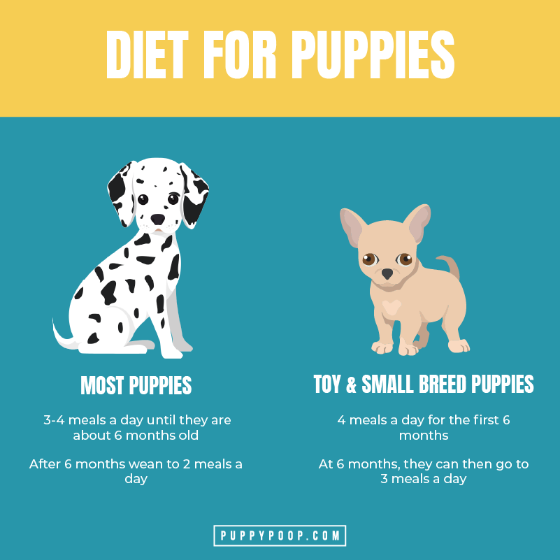 what foods are good for dogs with diarrhea