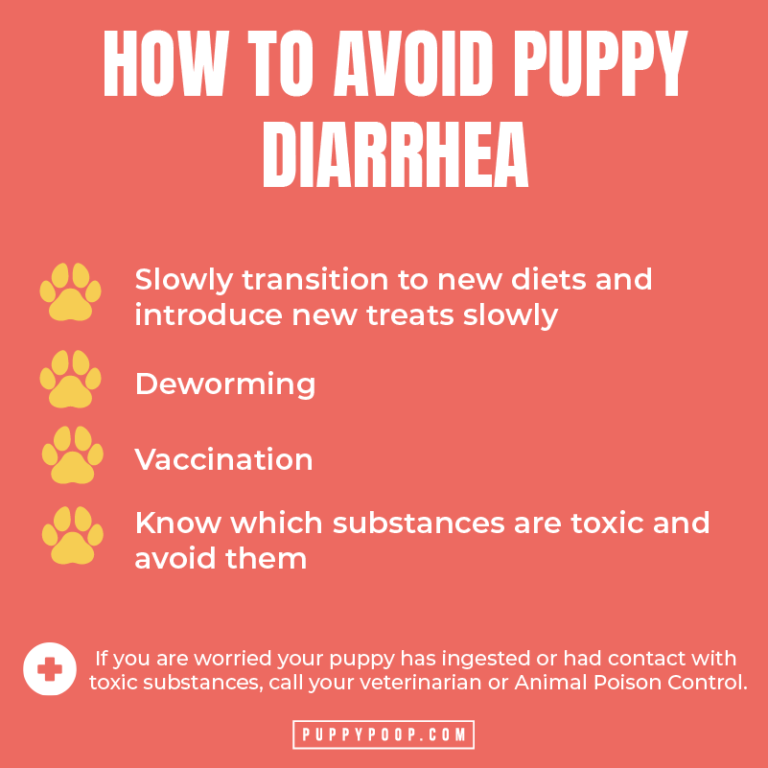 Puppy Diarrhea Prevention and Keeping Them Healthy in The First Months