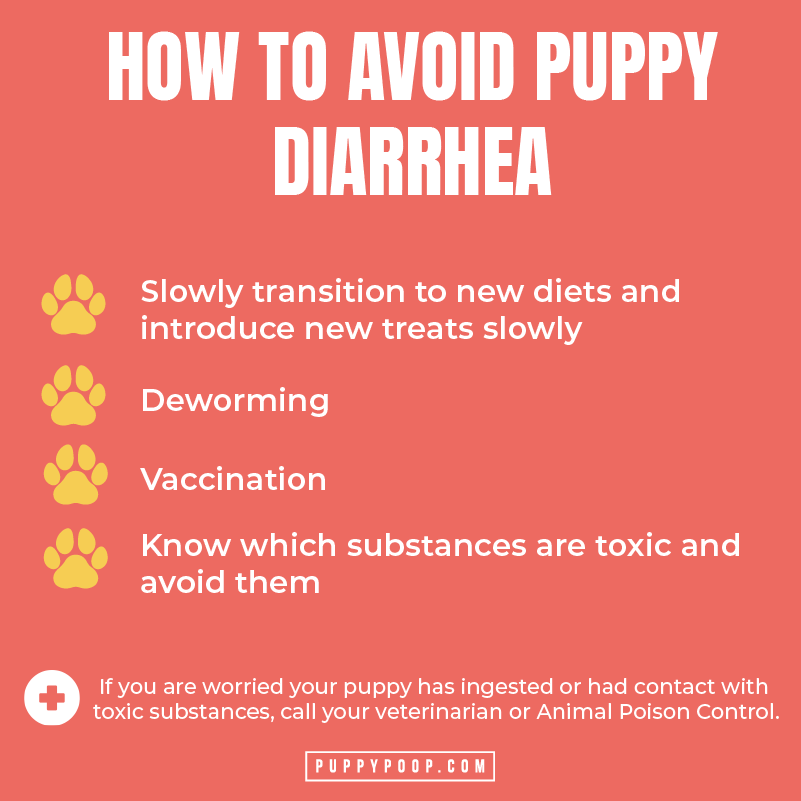 Learn how to avoid puppy diarrhea graphic