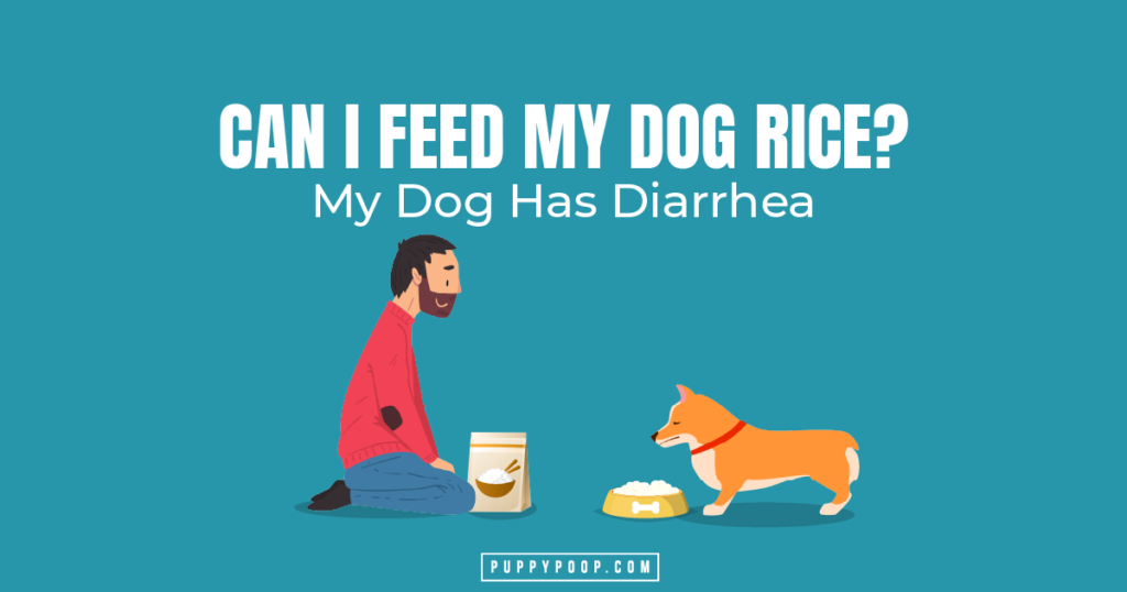 White rice 2025 for dog diarrhea