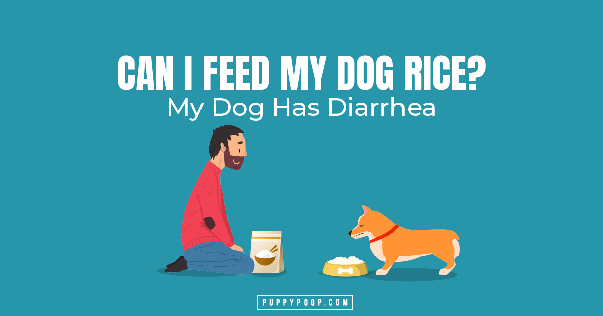 how much rice do i give my dog with diarrhea