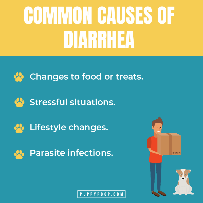 can-i-feed-my-dog-rice-my-dog-has-diarrhea