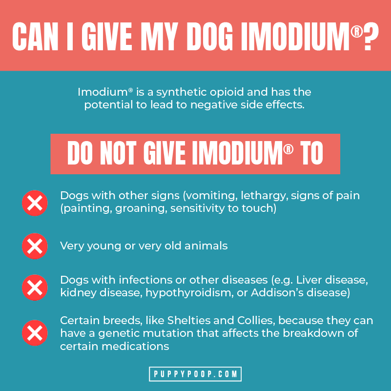 Is it okay to feed my dog rice and give imodium